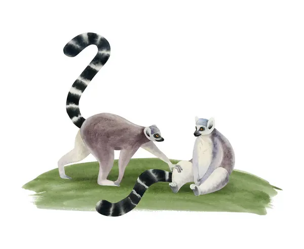 Ring Tailed Lemury Przyjaciele Długim Pasiastym Ogonem Gra Trawie Akwarela — Zdjęcie stockowe