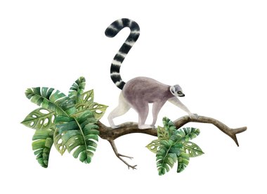 Lemur, beyaz arka planda izole edilmiş tropikal yapraklarla dalda yürüyor. Uzun kuyruklu komik gerçekçi Madagaskar tropikal hayvan maymunu.