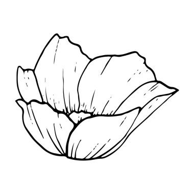 Alan şakayığı siyah-beyaz grafik çizimi. Renkli sayfalar, tebrik kartları ve düğün tasarımı için bahar çiçeği.