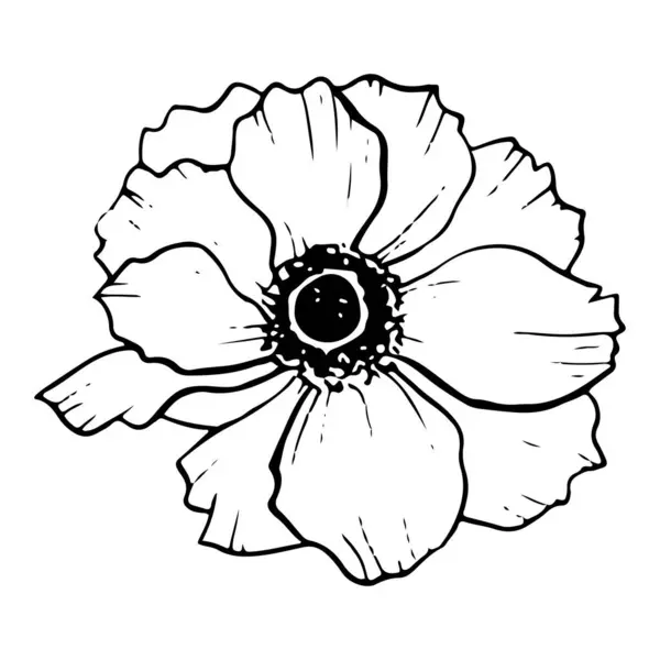 Anémona Flor Vector Floral Ilustración Blanco Negro Para Colorear Amapola — Vector de stock