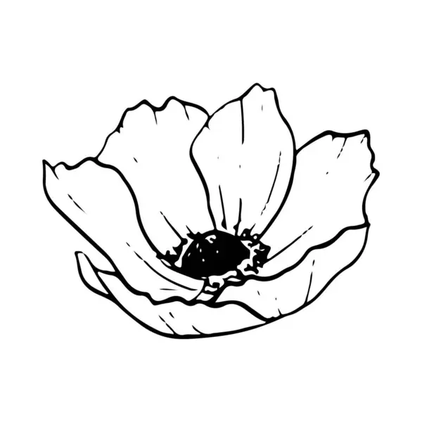Field Poppy Anemone Black White Vector Illustration Simple Line Flower — Stock Vector