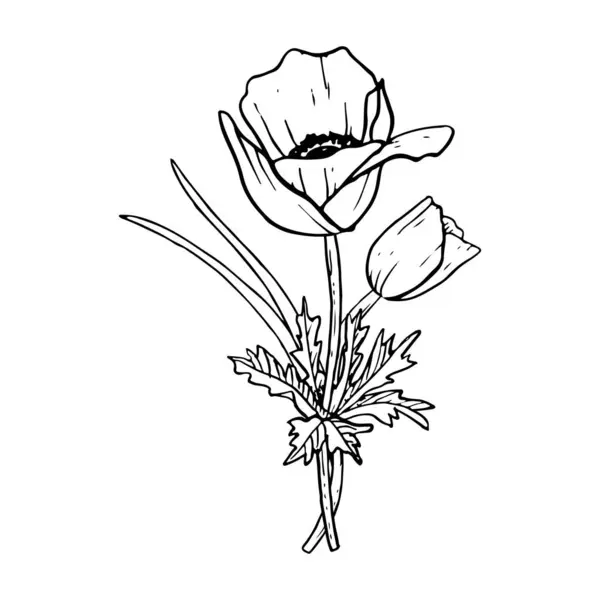 Ramo Flores Tulipanes Primavera Amapolas Anémonas Con Ilustración Vectores Hierba — Vector de stock