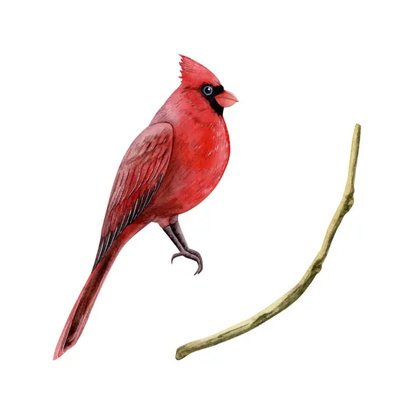 Červený Kardinál Vánoční Pták Větví Akvarel Ilustrace Izolované Bílém Pozadí — Stock fotografie