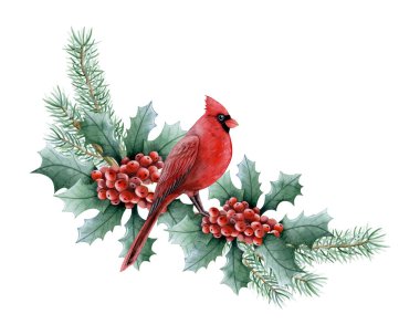 Kırmızı böğürtlenli Noel kuşu kışın kırmızı kardinal tebrik kartları ve yılbaşı kartları ile izole edilmiş suluboya resimlerini sunar..