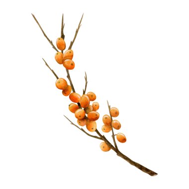 Hippophae doğal kozmetik ürünleri, bitkisel çay ve organik ürünler için beyaz üzerine izole edilmiş uzun, çıplak dallı suluboya resimli portakal üzümü..