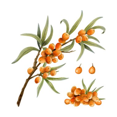 Turuncu deniz karabatağı üzümü ve beyaz arka planda izole edilmiş suluboya çizim seti. Organik bitkiler için vahşi orman bitkisi paketleri ve sonbahar tasarımları.