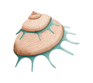 Bej ve yeşil renkli sarmal deniz kabuğu suluboya çizimi. Yaz tatili için deniz kabuğu yumuşakçaları. Tropik okyanus kabuğu klipsi.