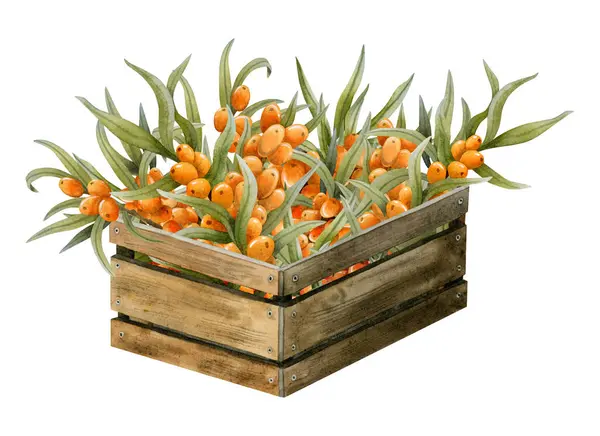 Orange Sea Buckthorn Berries Branches Wooden Crate Box Watercolor Illustration — стоковое фото