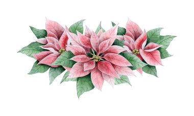 Çiçekli Noel çiçekleri ve yaprakları pembe ve yeşil renklerde suluboya çizimleri beyaza izole edilmiş, antika tarzında. Kış tatili çiçekleri bayrak için çiçek buketi.