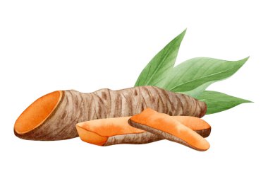 Beyaz arka planda izole edilmiş suluboya zerdeçal kökleri ve yapraklı dilimler. Turuncu ve kahverengi körfez bitkisi, yemek pişirmek için doğal malzeme, organik çay ve baharat..