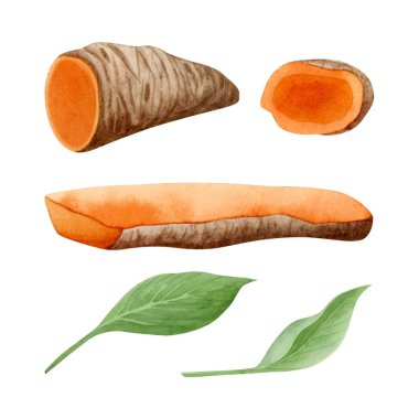 Curcuma zerdeçal kökleri, dilimler ve beyaz arkaplanda izole edilmiş suluboya resimleme seti. Curcumin bitkisi, el yapımı doğal yemek, organik çay ve köri baharatı..