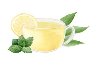 Beyaz arka planda izole edilmiş cam fincanda limon ve nane yeşili yapraklı suluboya çay. Sıcak organik maddelerden oluşan içecek soğuk ve soğuk algınlığına karşı sonbahar ve kış için hazırlanır...