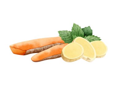 Curcumin zerdeçal kökleri, zencefil dilimleri ve nane şekeri yapraklarıyla beyaz arka planda izole edilmiş suluboya çizimleri. Curcuma bitkisel karışım ve elle çizilmiş doğal yemek malzemeleri..