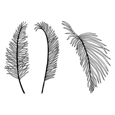 Akrokomi çizgi çizgisi illüstrasyonunun tropik palmiye yaprakları. Orman, çiçek desenleri için botanik mürekkep taslağı. El yapımı Anthurium boyama kitapları için basit yaprakları.