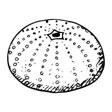 Deniz kestanesi kabuğu Akdeniz hayvanının basit bir şekilde siyah ve beyaz vektör çizimi. Deniz yatağı fosil mürekkep çizgisi çiziminin iskeletini test et.