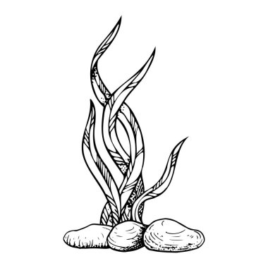 Siyah ve beyaz deniz yosunu ve deniz yatağı taşları vektör çizimi. Tek renkli sualtı okyanus dibi mürekkebi çizimi. Deniz kozmetik tasarımı ve denizcilik baskısı için basit bir çizim.