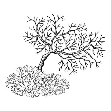 Okyanustaki mercan kayalıkları ya da Kızıl Deniz siyah-beyaz mürekkep vektör çizimi. Basit bir çizgi şeklinde tropik deniz yatağı hayvanı. Deniz altı izleri..