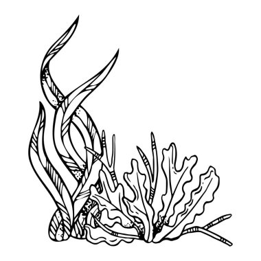 Çizgili deniz yosunu laminaryası ve kahverengi alg siyah beyaz vektör çizimi. Okyanus resifi mürekkebi çiziminden tek renkli su altı çimleri. Deniz boyama tasarımı için deniz yatağı çizimi.