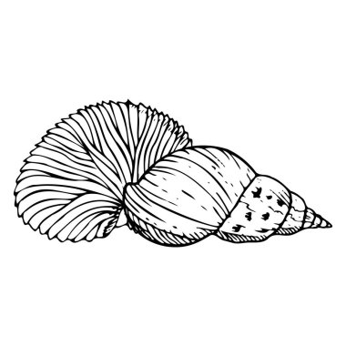 Spiral seashell with Nautilus eggcase black and white line vector illustration. Tropical ocean mollusk animals from Indonesia and Philippines for coloring and nautical design. Hand drawn ink sketch. clipart