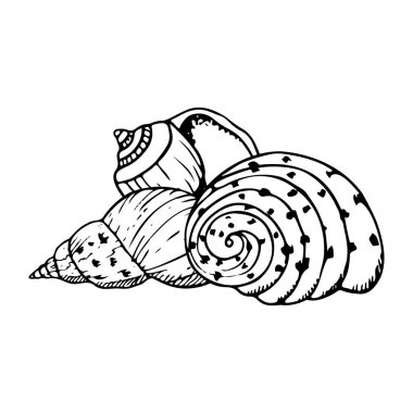 Vector spiral seashells line illustration of Cassidae sea snail. Monochrome black and white underwater animals drawing for summer ocean designs. Nautical mollusk shells. clipart