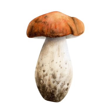 Suluboya mantar mantarı gerçekçi illüstrasyon beyaza izole edilmiş. Orman düşüşü yenilebilir mantar bitkisi. Gerçekçi tasarımlar için el çizimi ormanlık botanik çizimi.