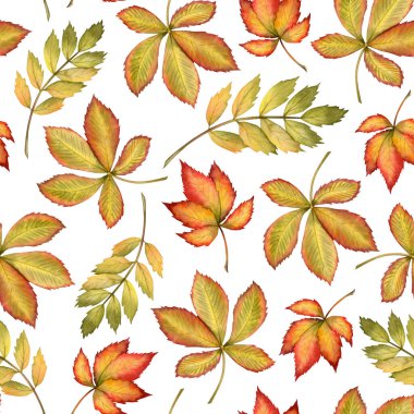 Kestaneden dökülen yapraklar, akçaağaç ve sarı, yeşil ve kırmızı akçaağaç. Beyaz üzerine dikişsiz suluboya desenler. Ekim ve Eylül botanik tasarımları için gerçekçi bir arkaplan. Sonbahar doğası.