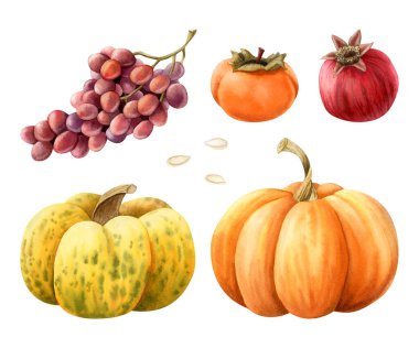 Ekim ayı sonbahar sebze ve meyve suluboya çizimleri beyaza izole edilmiştir. Çekirdekli, üzümlü, nar ve hurma kabaklı sarı turuncu balkabağı. Şükran Günü için sonbahar hasadı.