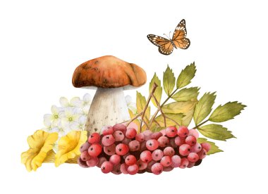 Olgun rowanberry, beyaz ortanca çiçekleri, yapraklar ve turuncu kelebek suluboya resimli sonbahar mantarları. Orman yenilebilir boletus ve chanterelles. Autumn Woodland Botanik Çizimi.