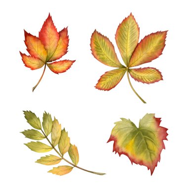Sonbahar yaprakları kırmızı, yeşil, turuncu ve sarı renklerde suluboya resim seti beyaza izole edilmiştir. Kestane, üzüm ve nar yaprağı. Ekim botanik tasarımları için düşen sonbahar yaprakları doruk noktası.