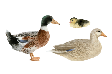 Ördek yavrusu suluboya resimli ördek ailesi beyaz arka planda izole edilmiş. El yapımı gerçekçi su kuşu erkek ve dişi yaban ördeği kuşları. Kırsal tasarımlar için vahşi yaşam kuşları