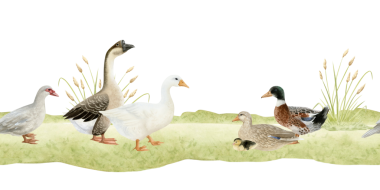 Suluboya ördekler ve kazlar çimenlerde otluyor. Kümes hayvanları çiftliği su kuşu kuşları gerçekçi bir şekilde çekiliyor. Köy tasarımları için kahverengi, gri ve yeşil Paskalya çiftliği arka planı