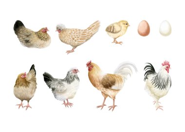 Yavru tavuk ve yumurtalı tavuklar ve horozlar beyaza izole edilmiş suluboya resimleme seti. Çiftlik tasarımları için kümes hayvanları ve piliçler. Gerçekçi kuş, pastel bej kahverengi renklerle tırmanıyor..