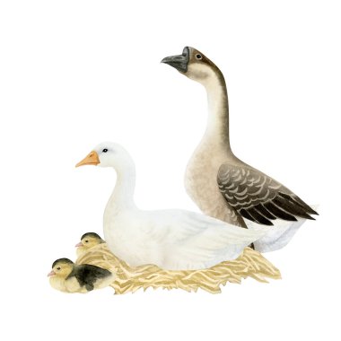 Ördek yavruları ve suluboya resimli kaz ailesi. Çiftlik hayvanları için beyaz, kahverengi ve bej kuşlu kümes hayvanları. Gerçekçi kümes hayvanları, köy hayatı kavramları için sanat klipleri hazırlıyor.