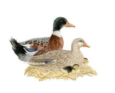 Beyaz arka planda izole edilmiş ördek resimli suluboya ördek ailesi. El yapımı gerçekçi su kuşu erkek ve dişi yaban ördeği kuşları. Köy sonbahar klip sanatı kırsal tasarımlar için.