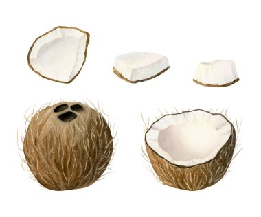 Hindistan cevizleri suluboya resimlerini beyaza izole eder. Gerçekçi palmiye ağaçları, tropikal doğa tasarımları ve plaj ürünleri için dilimlenmiş meyveler. El çizimi yaz yemek klipsi sanatı.