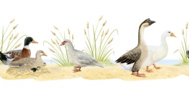 Çeşitli ördekler ve kazlar yatay suluboya, dikişsiz sınır. Kümes hayvanları, kumlu zemindeki su kuşları gerçekçi bir şekilde çekiliyor. Köy tasarımları için Paskalya çiftliği arka planı.