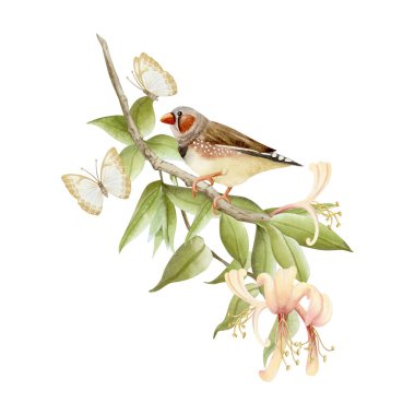 Hanımeli dalındaki bahçe bülbülü. Kelebekli suluboya çizimi beyaza izole edilmiş. Pastel sarı çiçekli gerçekçi zebra ispinozu bej, kahverengi ve yeşil renkte sanat klipsleri. Minik kuş çizimi.