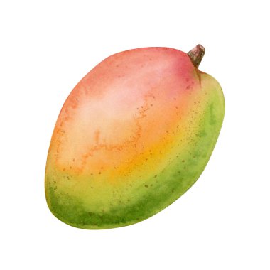Suluboya mango elle çizilmiş resimler beyaza izole edilmiş. Yemek, meyve suyu ve kozmetik ürünleri için tüm yaz tropikal meyve tokası sanatı.