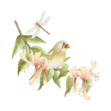 Hanımeli çiçekli yusufçuk ve yusufçuk çiçekli suluboya çizimi beyaza izole edilmiş. Gerçekçi bahçe ötücü kuşları ve çiçek açan çiçekler bahçıvanlık için bej, kahverengi ve yeşil renkte sanat klipsleri.