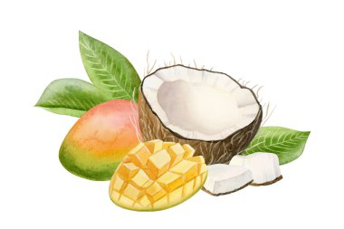 Mango ve hindistan cevizi suluboya çizimi beyaz arka planda izole edilmiş. Yaz yemekleri için yaprakları olan tropik egzotik meyveler. El çizimi gerçekçi çizim.