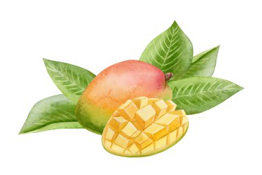 Beyaz üzerine izole edilmiş suluboya resimli olgun mango meyveleri. Olgun yaz yemekleri ve küp küp dilimler. Meyve suyu tasarımları için tropik sağlık klipsi sanatı.