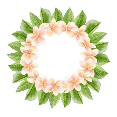 Yaprakları yuvarlak olan Plumeria çiçekleri. Çiçeksel suluboya çizimi beyaza izole edilmiş. Yaz çıkartmaları için fotokopi alanı olan tropik yuvarlak şablon. Brezilya frangipani bitki klipsi sanatı.