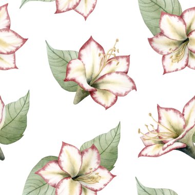 Beyaz yapraklı suluboya Amaryllis çiçekleri. Kırmızı yeşil renklerde, geleneksel sembolik Noel Hippestrum bitkisiyle bitkisel yineleme arka planı.