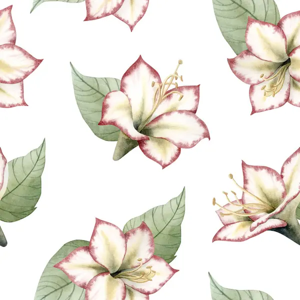 Beyaz yapraklı suluboya Amaryllis çiçekleri. Kırmızı yeşil renklerde, geleneksel sembolik Noel Hippestrum bitkisiyle bitkisel yineleme arka planı.