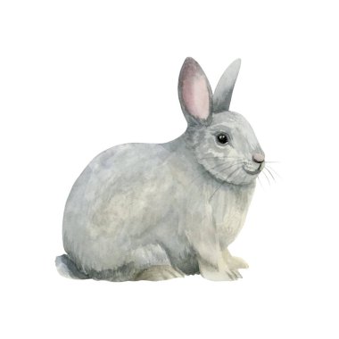 Beyazda izole edilmiş gerçekçi gri tavşan suluboya çizimi. Köy ve Paskalya tasarımları için şirin bir çiftlik hayvanı. Yumuşak tavşancık klip sanatı.