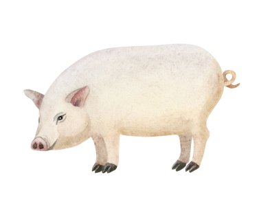 Beyaz üzerine izole edilmiş basit suluboya domuz çizimi. Köy ve kırsal bölgeler için gerçekçi tasarımlar, açık renkli, pembe ve bej renklerde şirin bir çiftlik hayvanı. Kırsal klip sanatı.