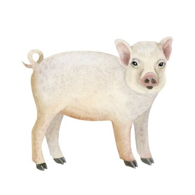 Beyaz üzerine izole edilmiş şirin yavru domuzcuk suluboya çizimi. Köy ve kırsal bölgeler için genç domuz çiftliği hayvanları gerçekçi tasarımlar ve açık renkli pembe ve bej renkler. Kırsal klip sanatı.