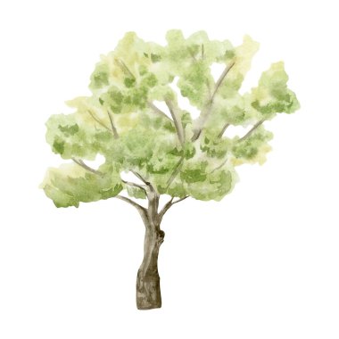 Suluboya açık yeşil ağaç eli, basit manzaralar ve köy bahçesi tasarımları için beyaz arka planda izole edilmiş bir illüstrasyon çizdi. Yaz doğası çizim sanatı.