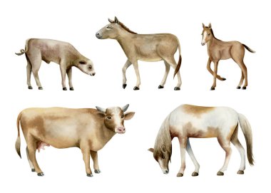 Suluboya çiftlik hayvanları beyazı üzerinde izole edilmiş. İnek, at, eşek, buzağı ve bebek tay el doğal kahverengi bej renklerde klipsli sanat. Gerçekçi köy hayvanları..