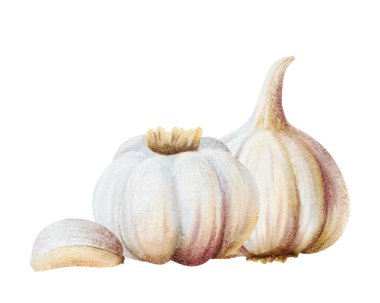 Suluboya sarımsaklı sebzeler ve beyaza izole edilmiş karanfil çizimi. Mutfak ve mutfak tasarımları için elle çizilmiş gerçekçi baharatlı yemekler. Sağlıklı çizim kompozisyonu.